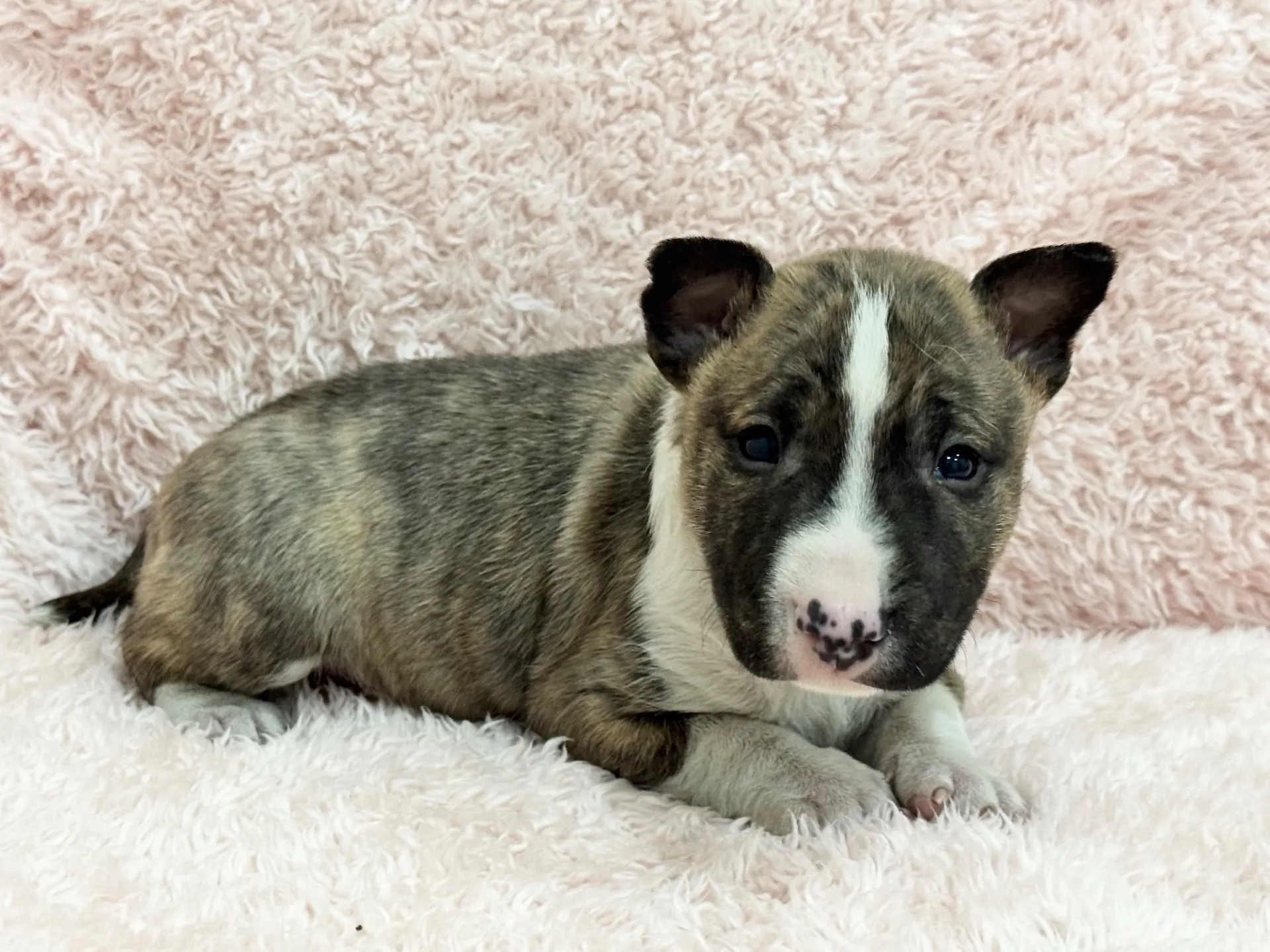 ミニチュアブルテリア