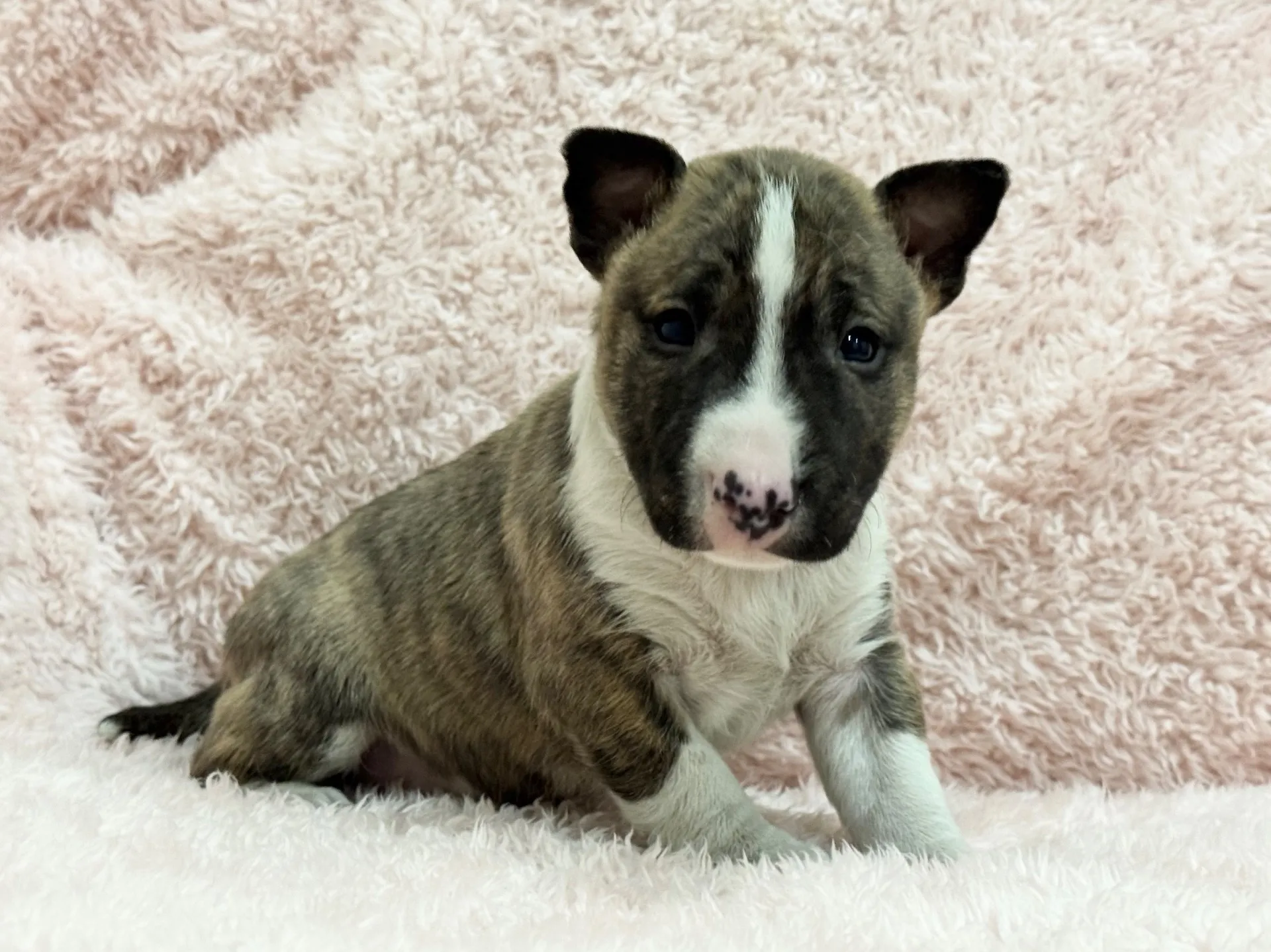 ミニチュアブルテリア