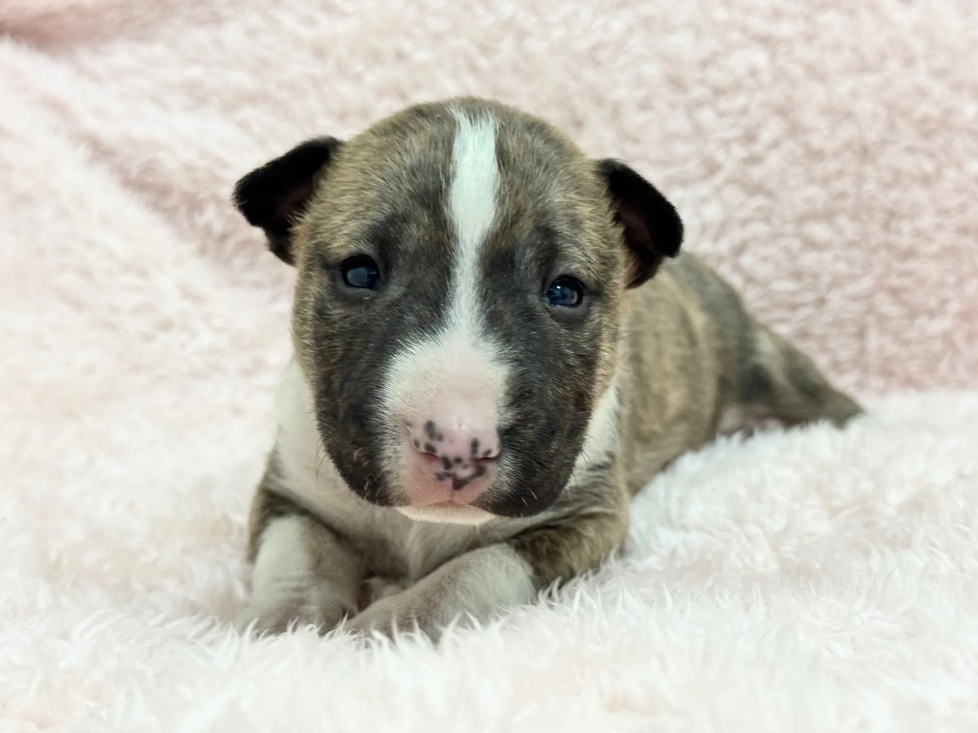 ミニチュアブルテリア