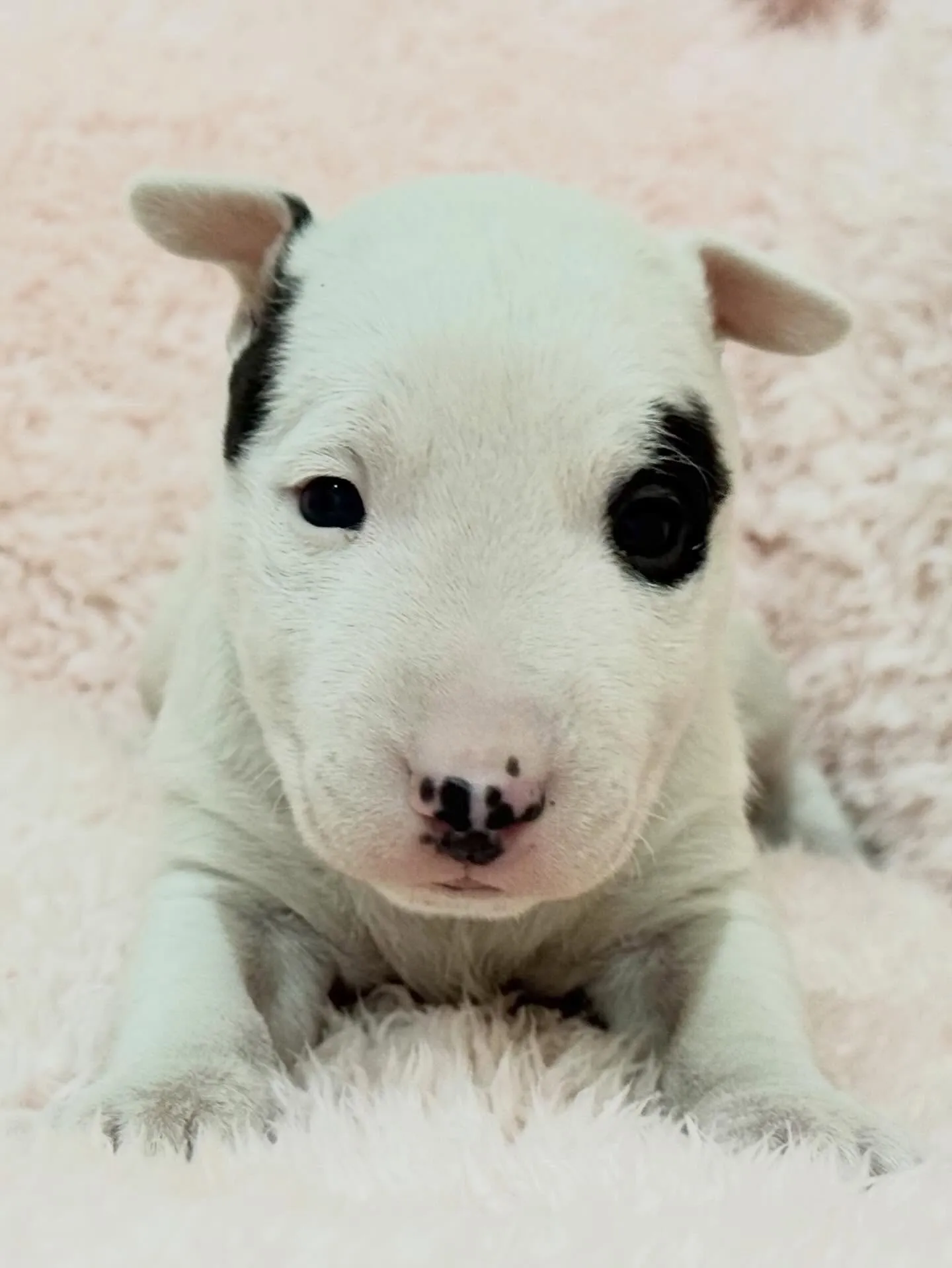 🐾 ミニチュアブルテリアの男の子 🐾