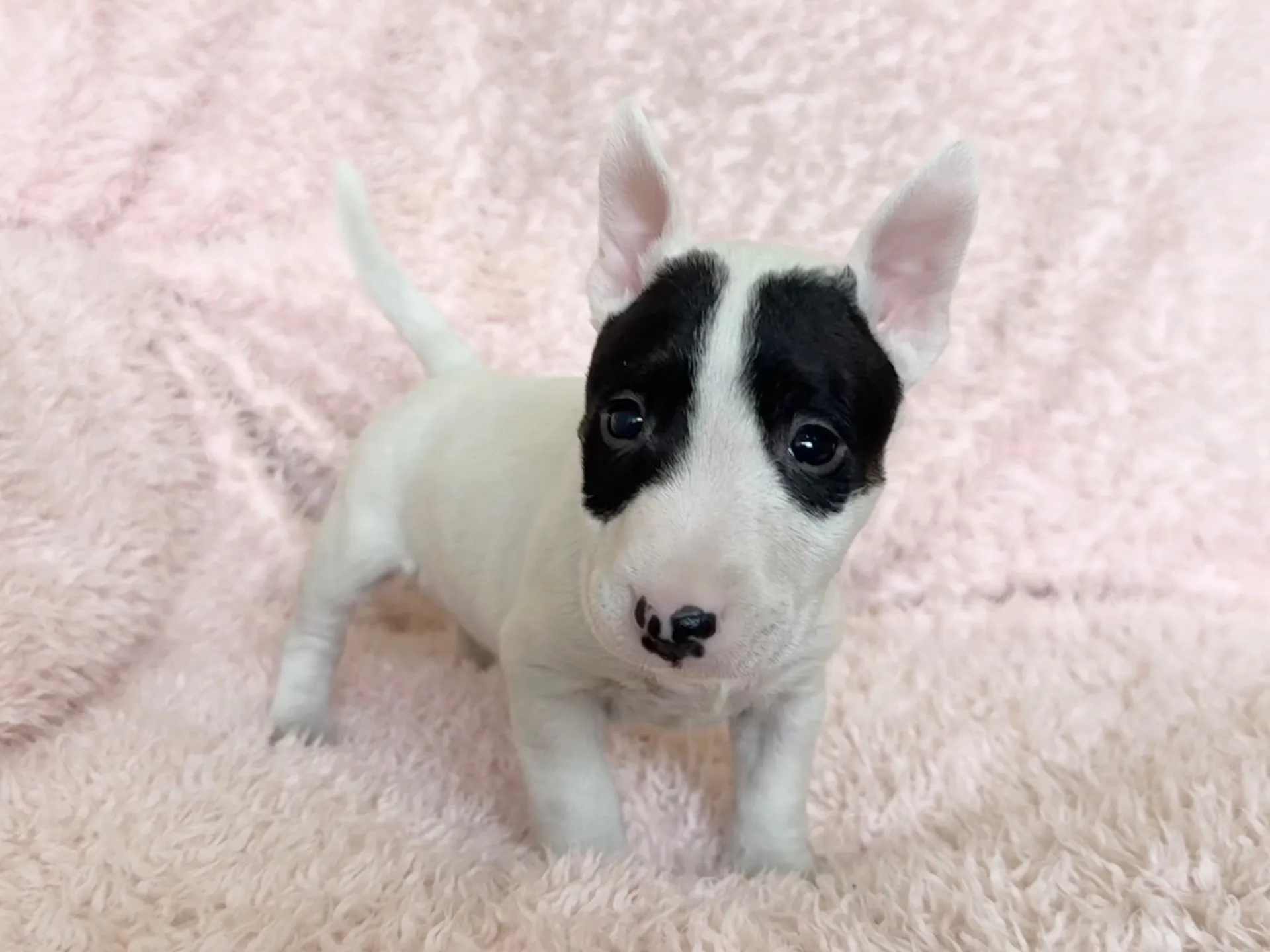 ミニチュアブルテリア