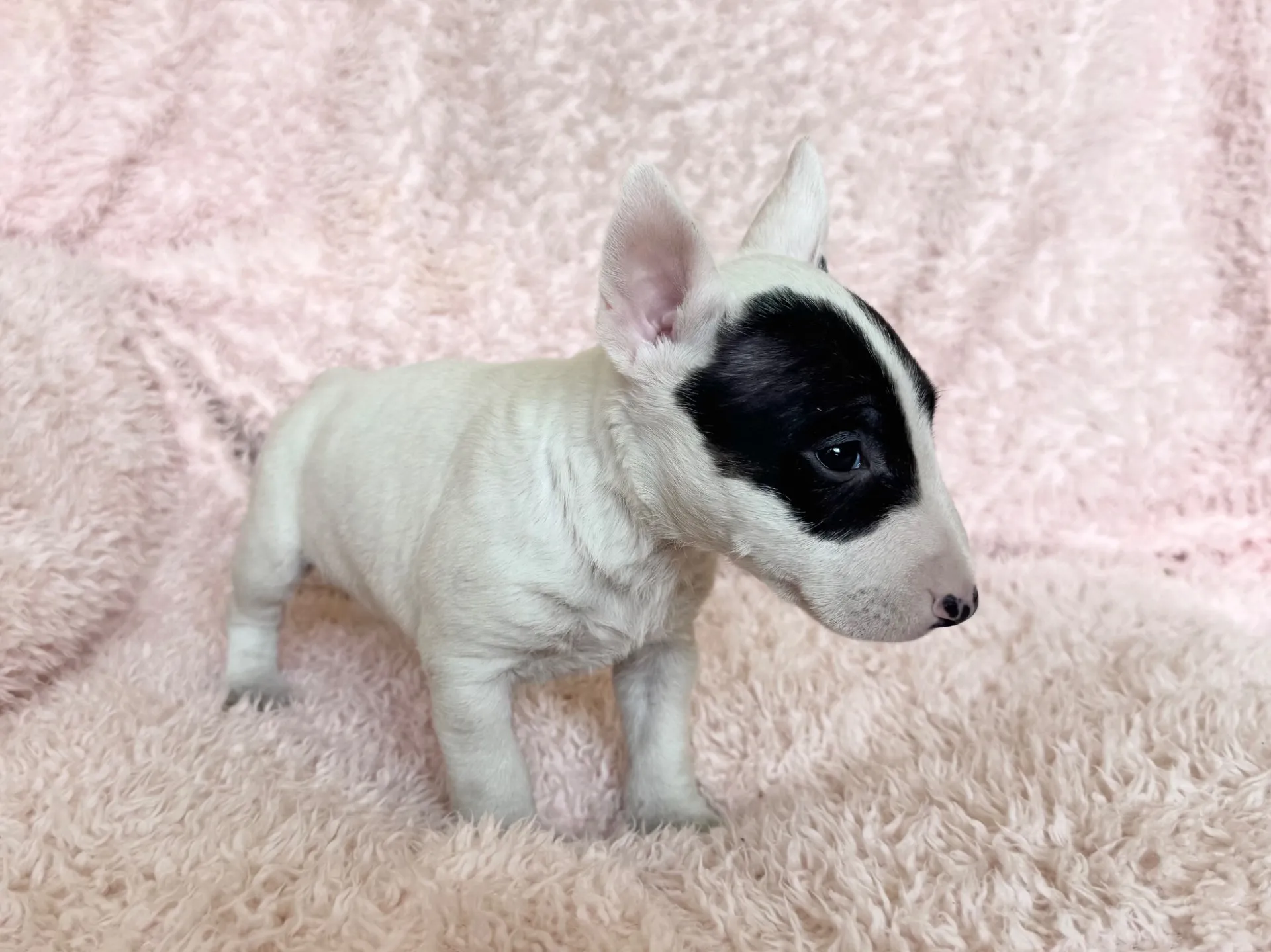 ミニチュアブルテリア