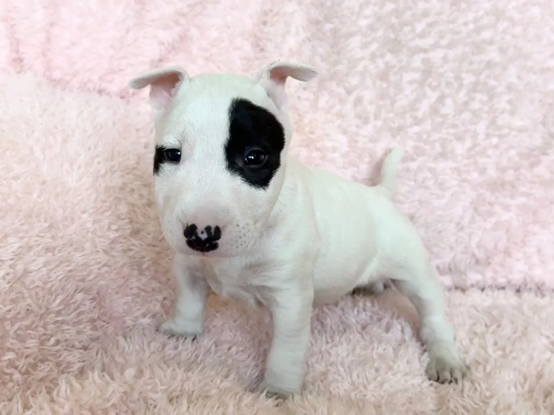 ミニチュアブルテリア