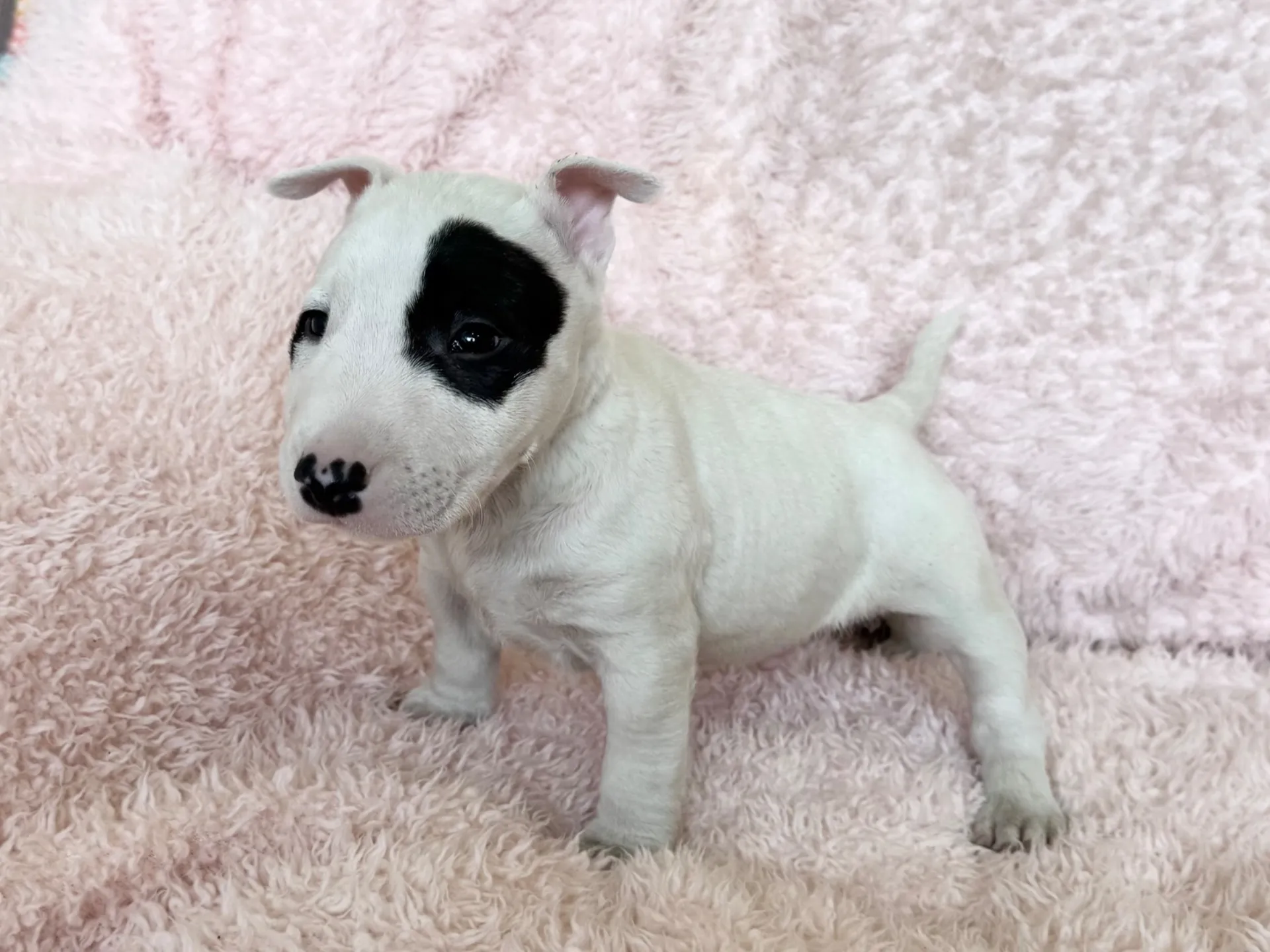 ミニチュアブルテリア