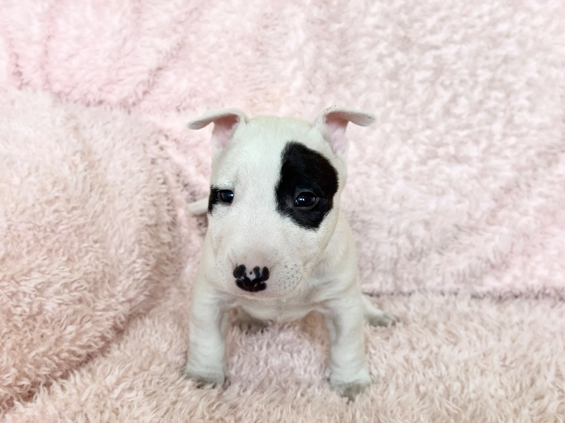 ミニチュアブルテリア