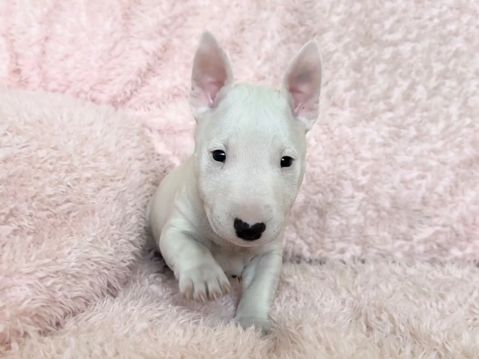 ミニチュアブルテリア