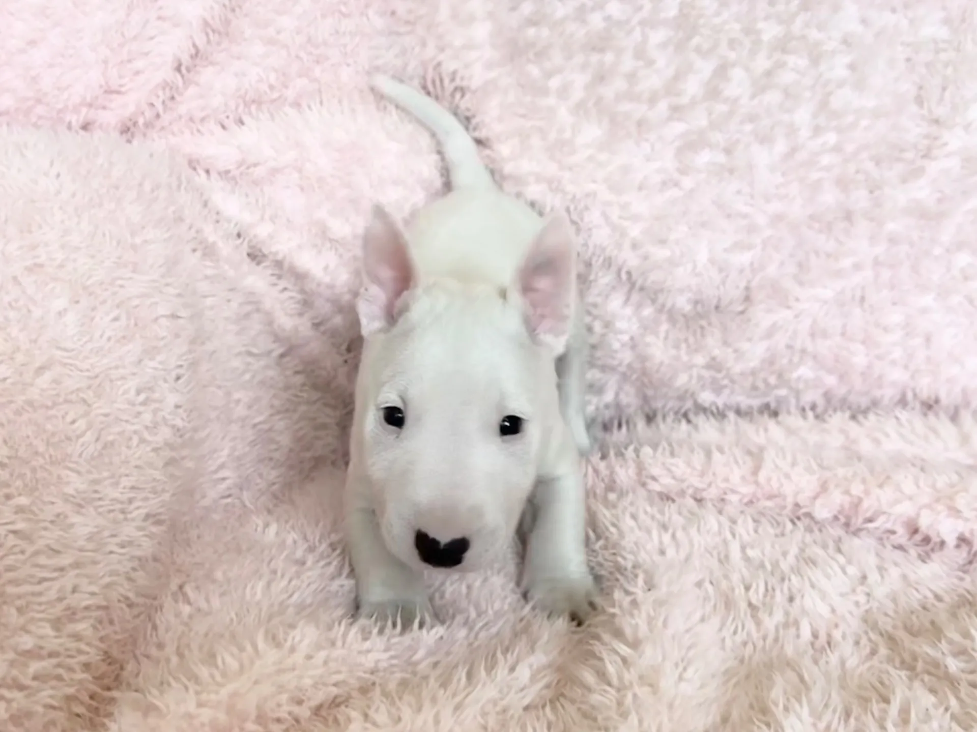 ミニチュアブルテリア