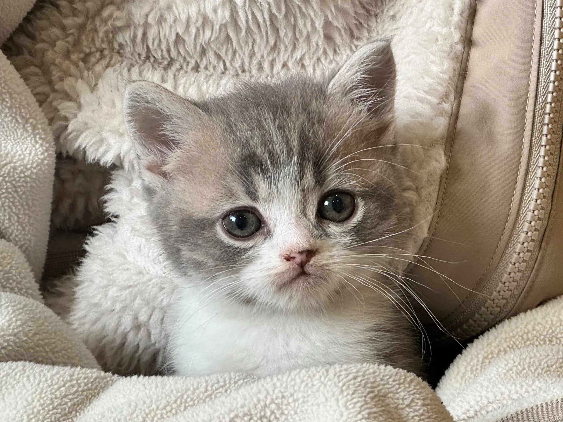 【ご契約済み】スコティッシュフォールド