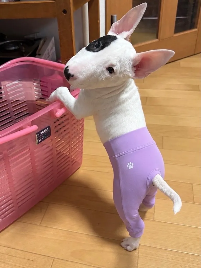 くーすけくんから可愛いお写真が届きました💕