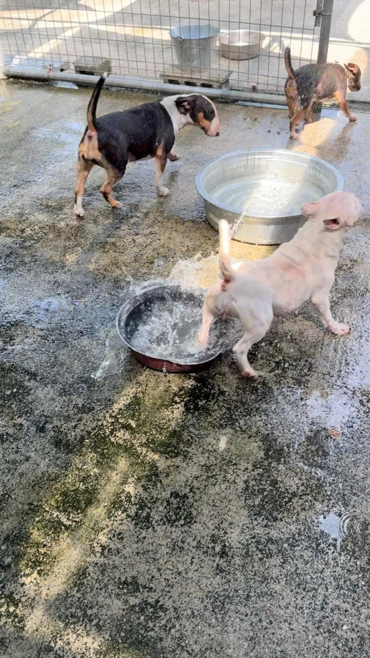 今年は暑すぎてうちの運動場は毎日雨降りです☔️😆