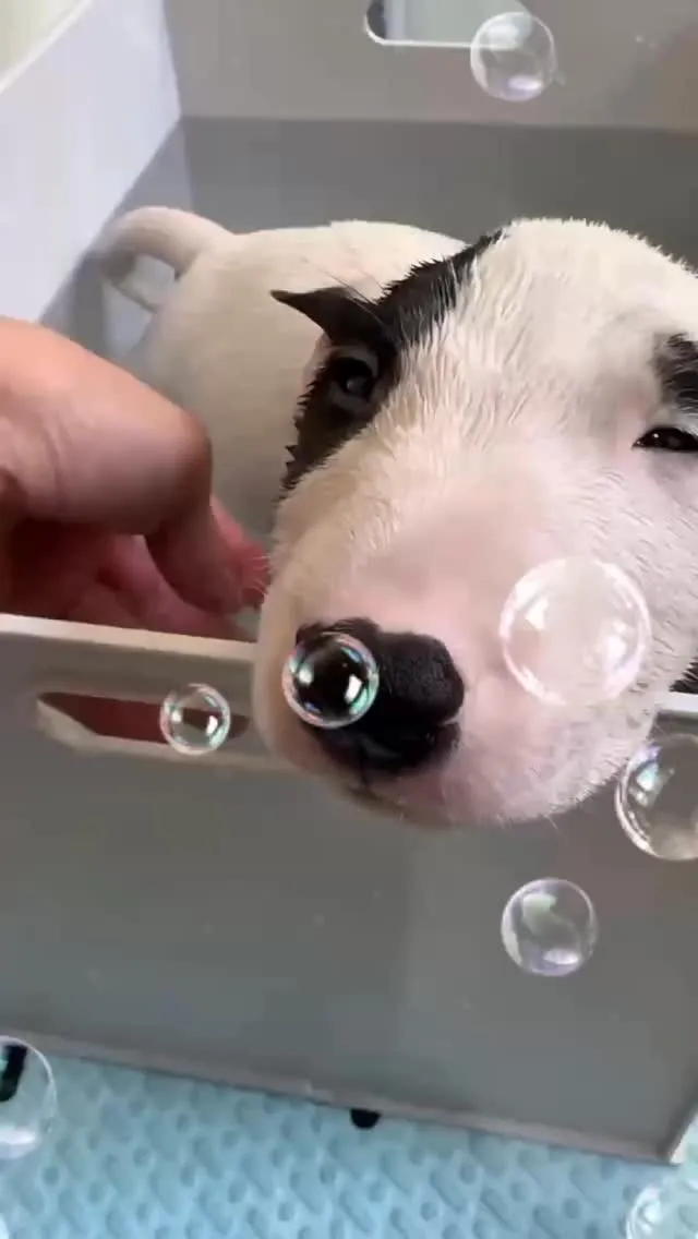 お風呂きもちよすぎて、もう動けません…🛁🤍