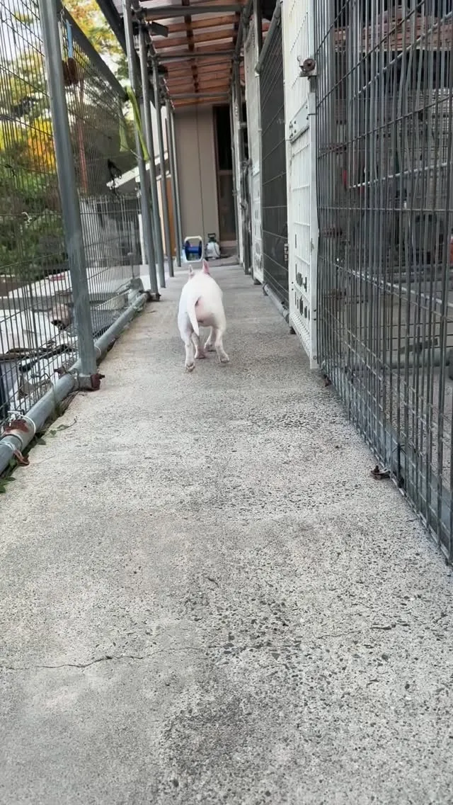 ダッシュからのこの笑顔😆