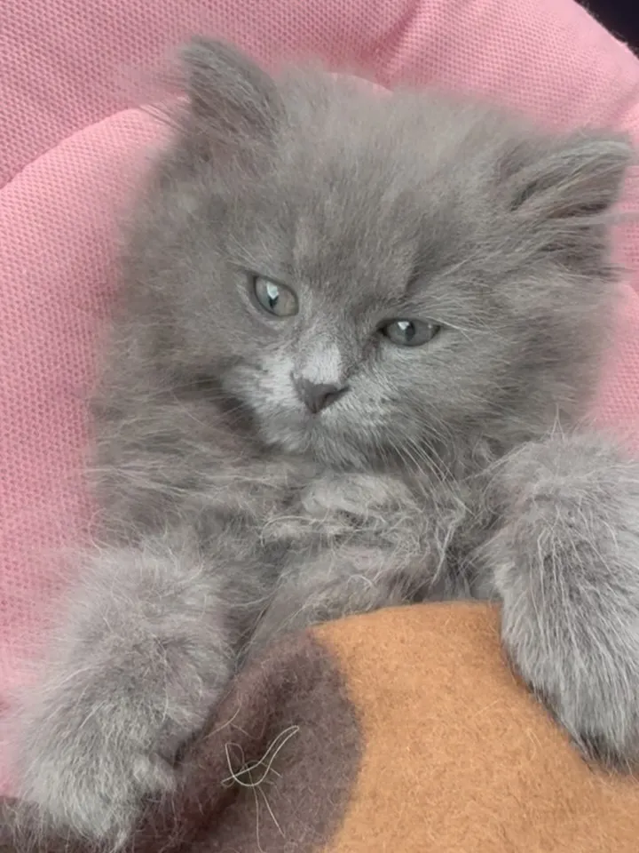 ワクチン接種がんばったねの帰り道🐾